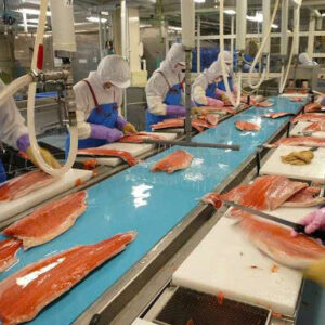 Băng tải phi lê cá