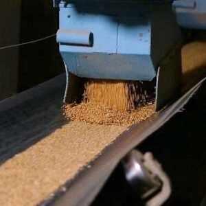 Băng tải cao su lúa gạo